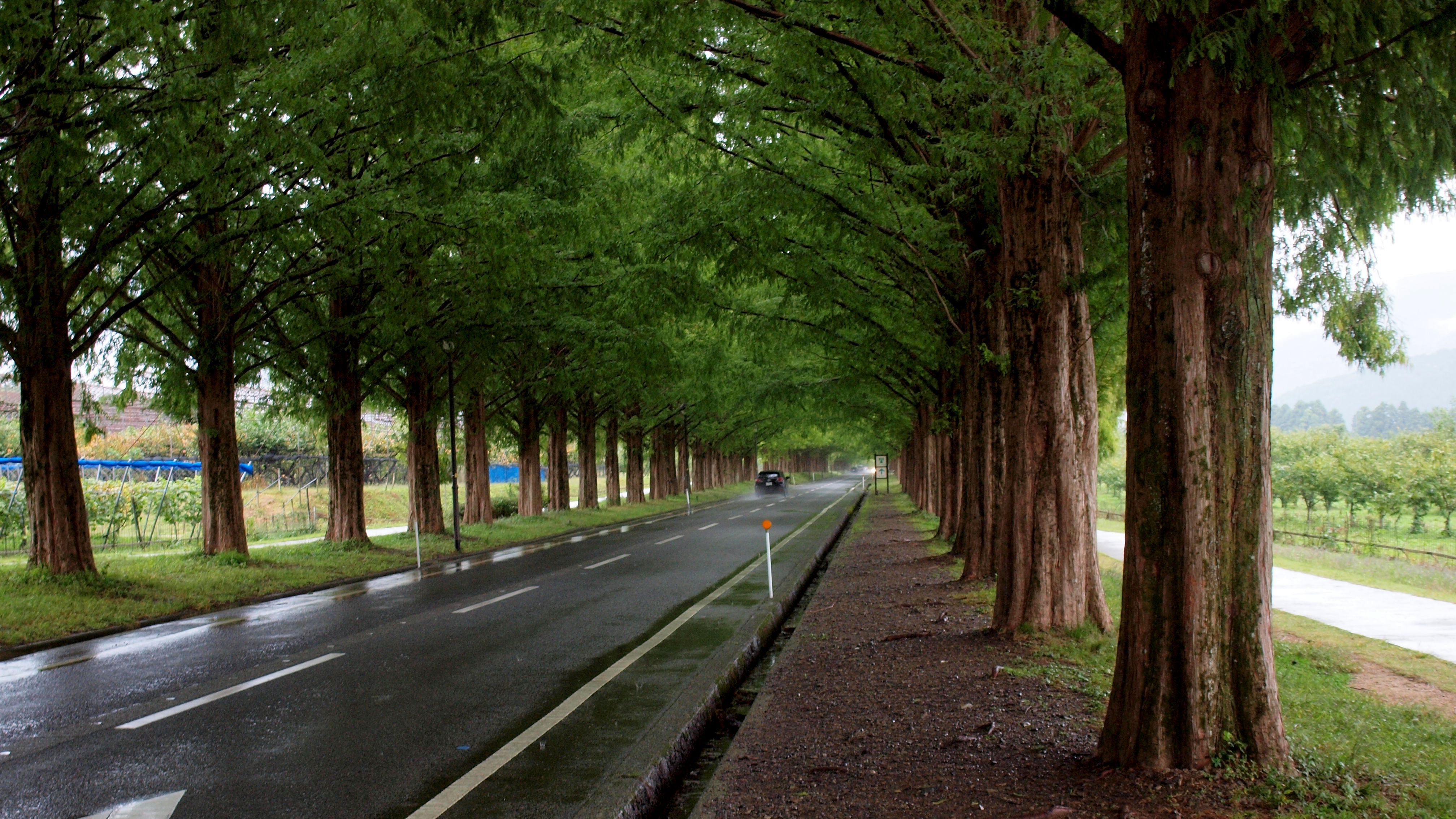 A quiet tree-lined road in Shiga in the soft light of morning